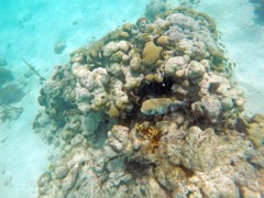 Hawks Nest Bay Coral Head
